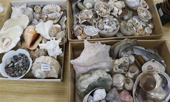 A collection of shells, ammonites and mineral specimens